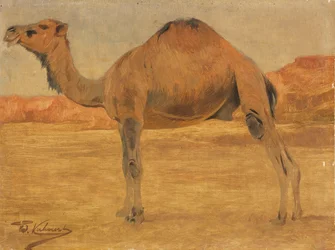 Dromadaire